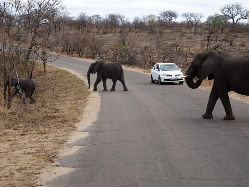 Kruger National Park - safaris on tarmac roads!