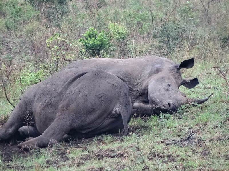 Napping rhinos in Hluhuwe-iMfolozi National Park