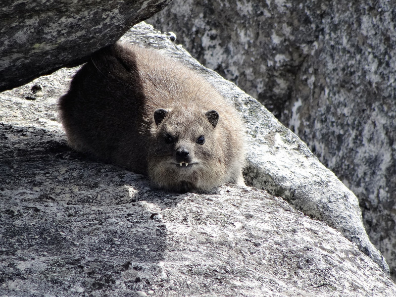 Rock hyrax or dassie right on the summit of Stellenbosch Mountain