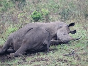 Napping rhinos in Hluhuwe-iMfolozi National Park