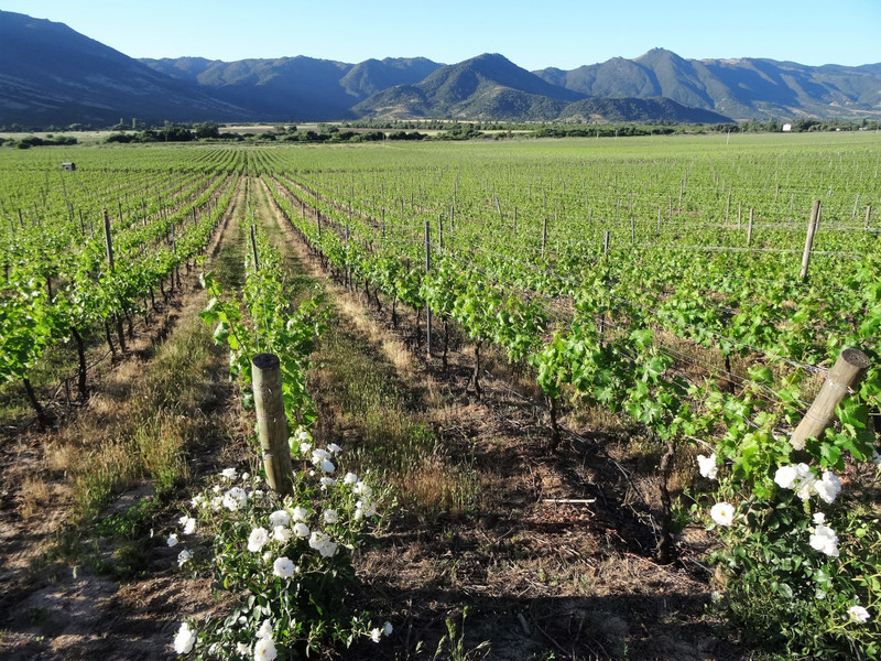 Vineyards in Colchagua Valley