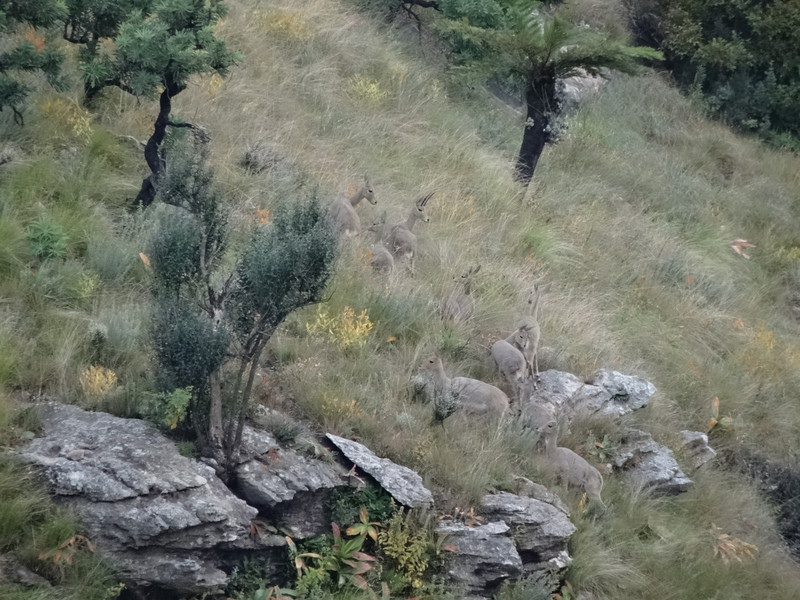Grey rhebock in Royal Natal National Park