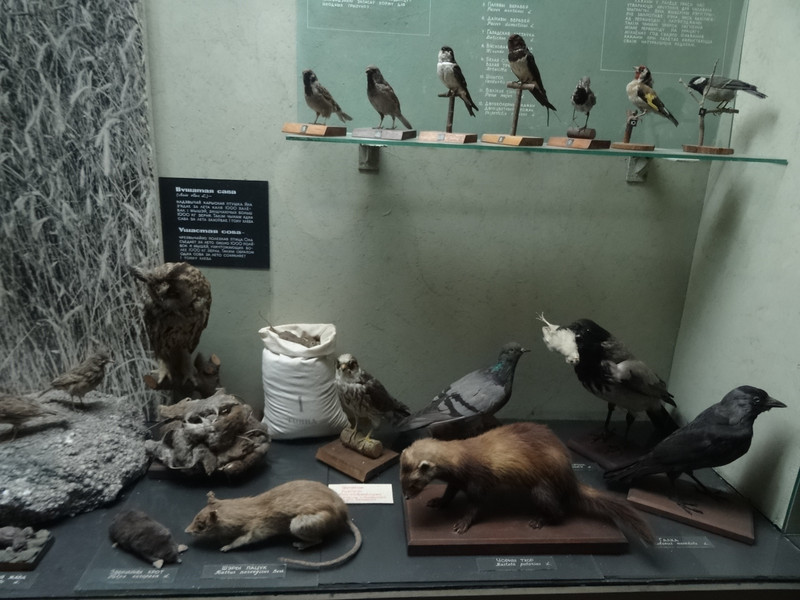 Just a few of the thousands of stuffed animals in the Old Castle Museum 