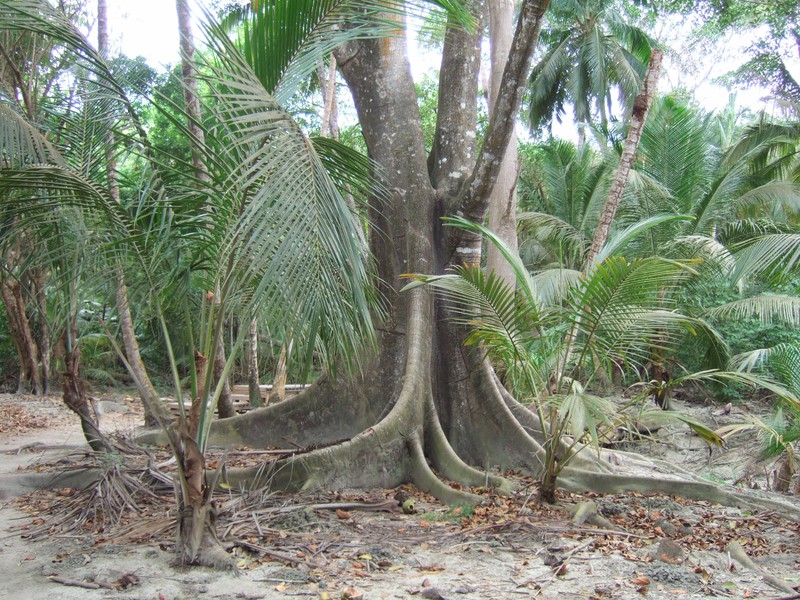 Mangrove tree, Parque Nacional de Tayrona