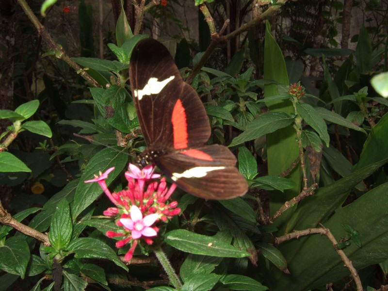 Butterfly enclosure, Parque Arvi