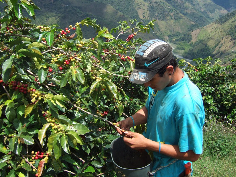 Coffee bean picker, on coffee farm near Salamina