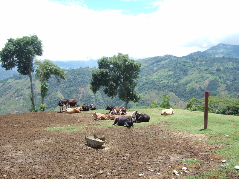 Cows grazing near Salamina