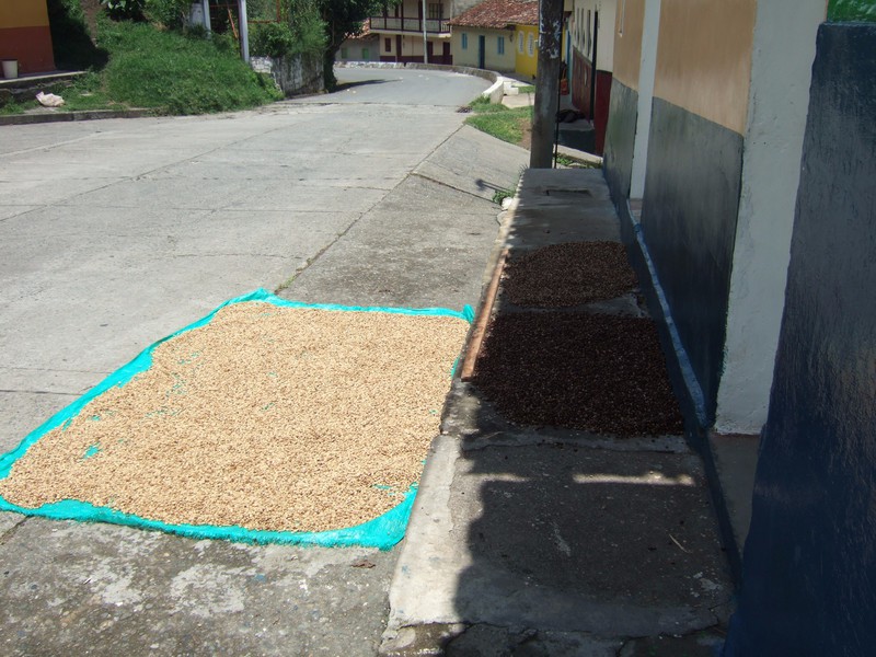 Coffee beans drying outside a house, Salamina