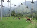 Cows grazing beneath wax palms, Valle de Cocora