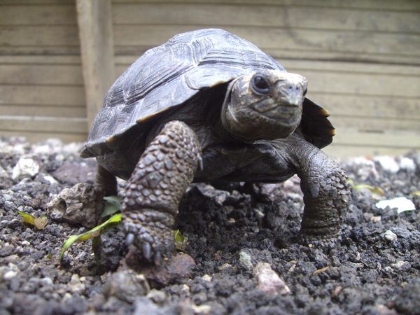 The world's smallest giant tortoise