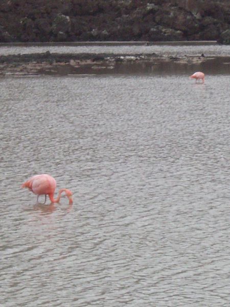 Very pink flamingoes