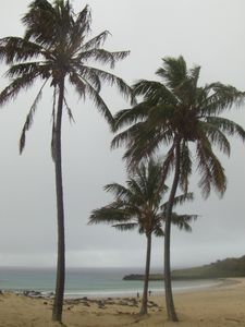 Palm trees on the sacred beach
