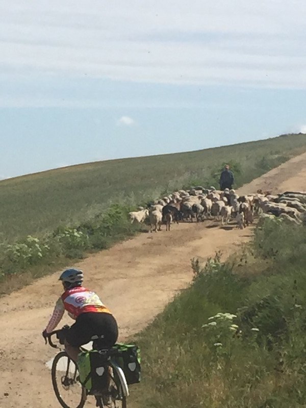 Sheep crossing 