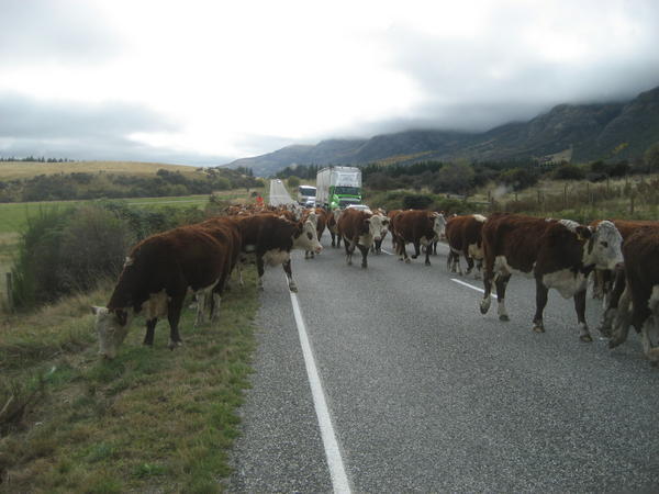 Koeien op de weg
