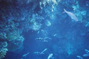 Snorkelen tussen de vissen en koralen in het Great Barrier Reef!