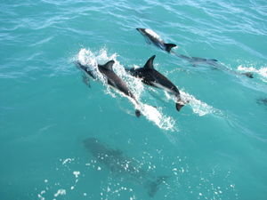Dolphins at Kiakoura
