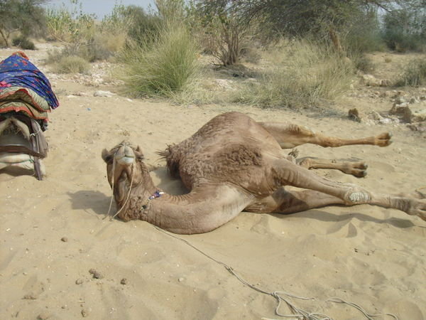 Camel chilling out