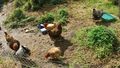 glückliche Hühner