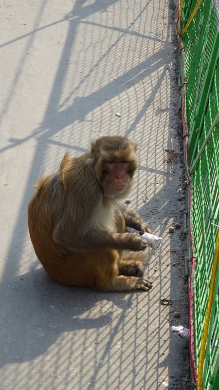 Cheeky monkey on the bridge