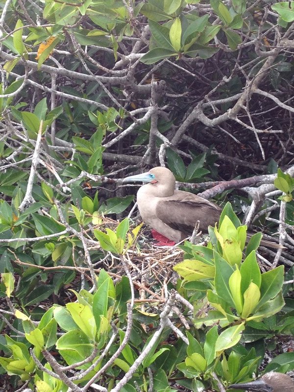 Another red footed boobie