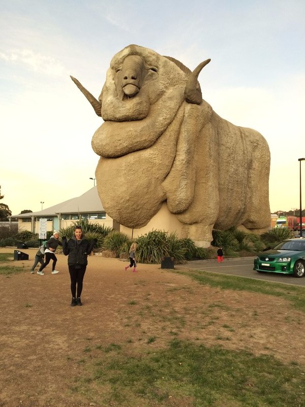 Giant sheep