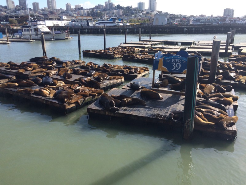 Seal colony in SF harbour