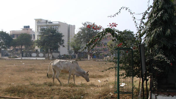 Cow Behind Hotel