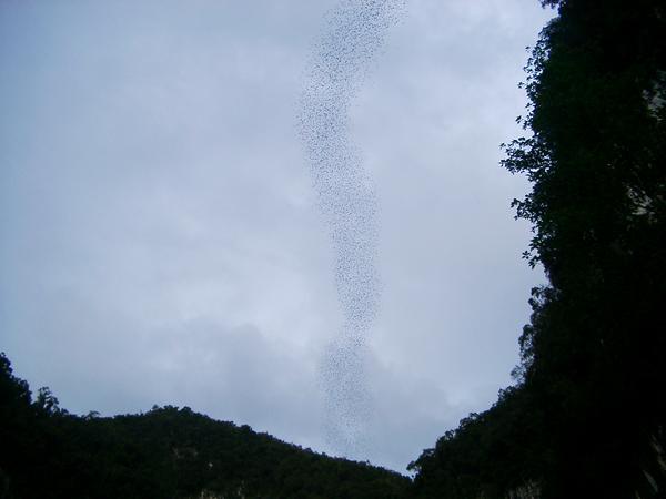 Millions of Bats streaming from the cave mouth