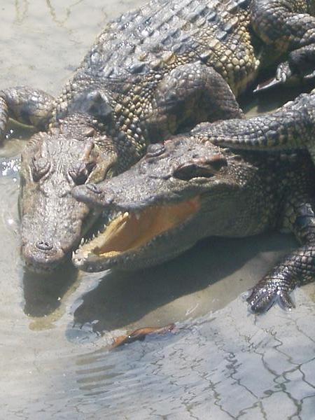 Some of the crocs we saw