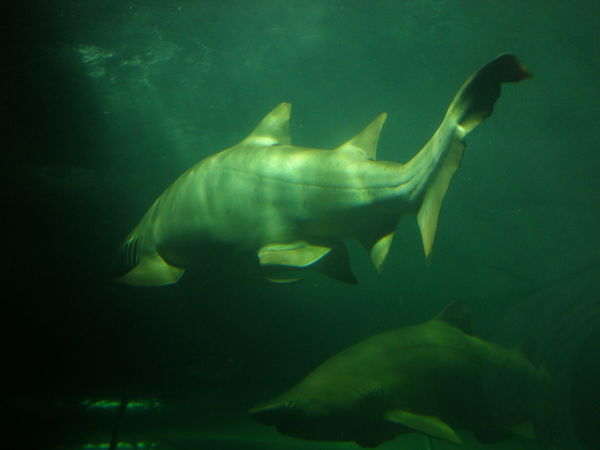 Nurse shark, at the aquarium
