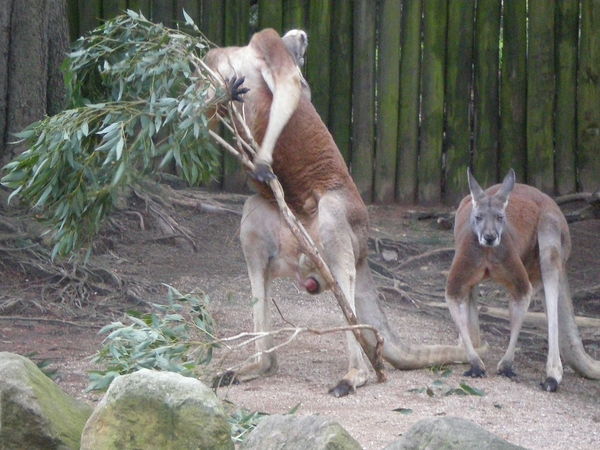 Massive Kangaroo