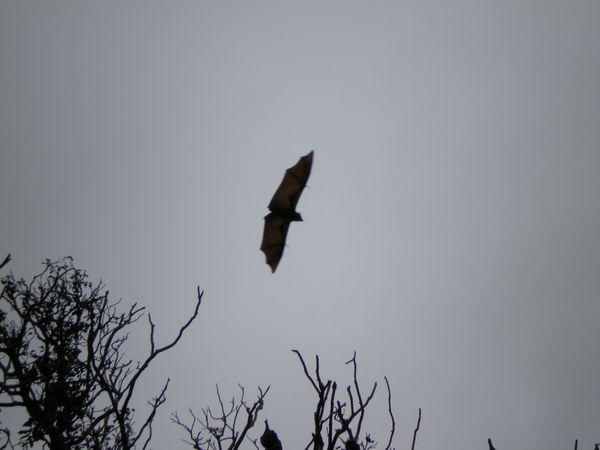 Flying Fox at the Botanical Gardens