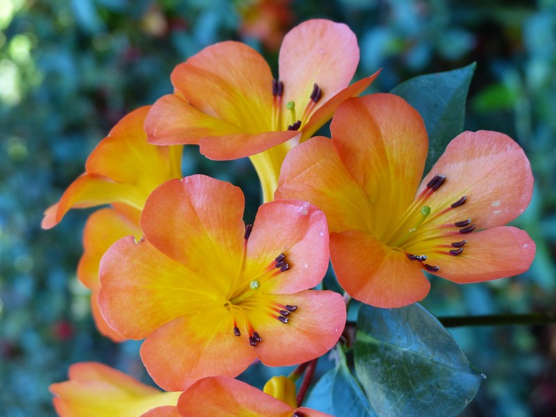 Rhododendron 'Tropic Glow'