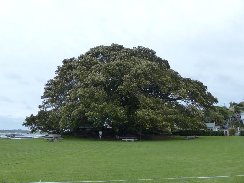 Pahi's Moreton Bay Fig Tree