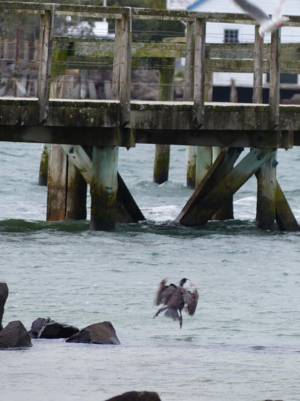 Shag dismount from rock after Seagulls attacked