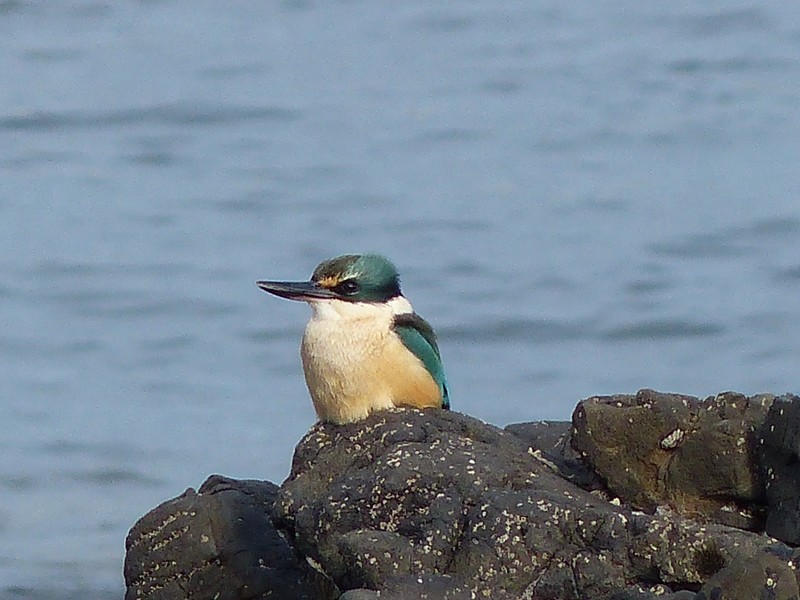 Kingfisher - Spirits Bay