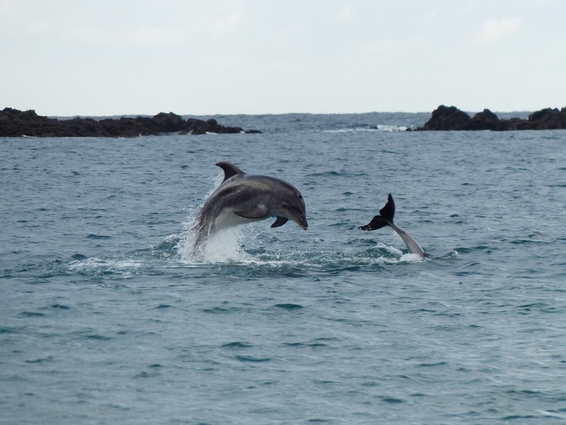 Dolphins Playing - Tauranga Bay