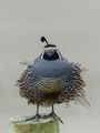 Quail - Its a bad hair day in Port Jackson