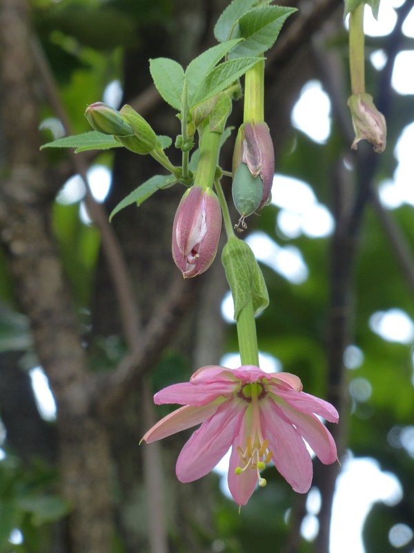 Banana Passionfruit Flower