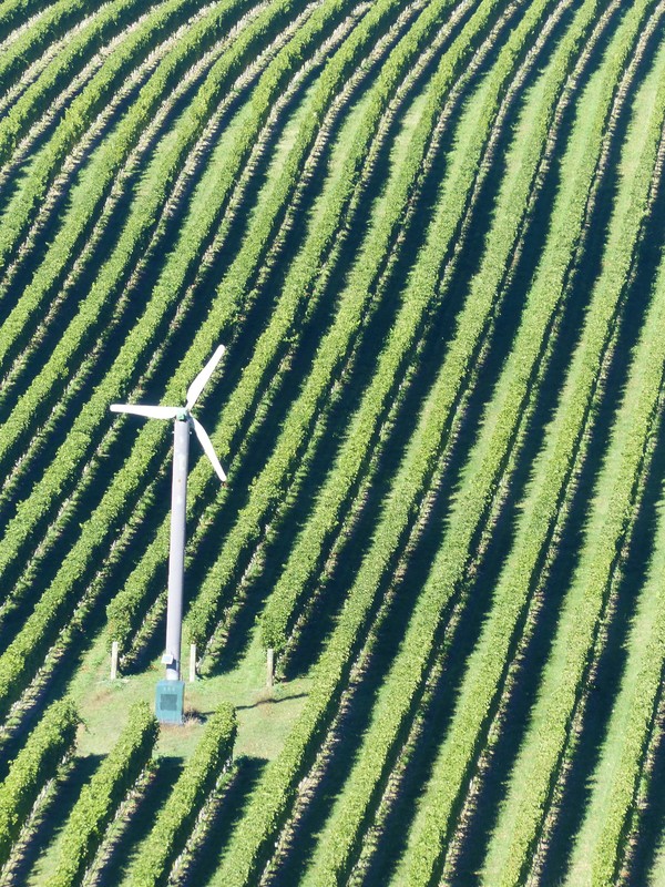 Windmill in the Grapevines - Awatere Valley
