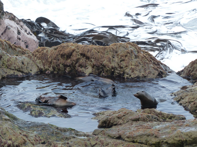Ohau Pt Seal Sanctuary Lookout