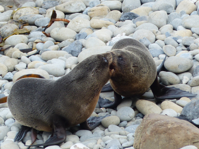 Sibling Rivalry - Ohau Seal Sanctuary Lookout