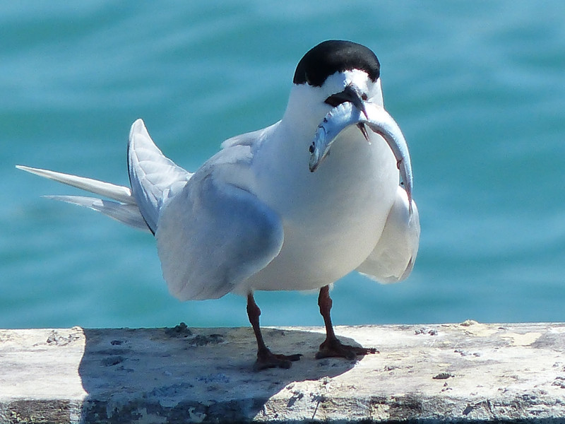 Tern with lunch - Timaru