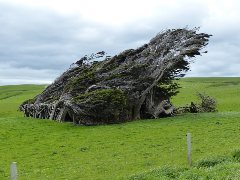 Wind Blown Trees - Slope Pt