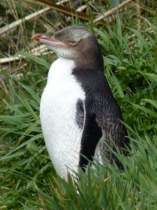 Penguin - Curio Bay