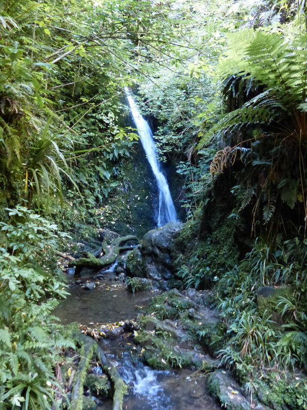 Acland Falls - Peel Forest