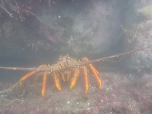 Crayfish - Rock Pools - Truman  Beach