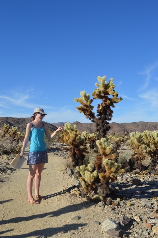 Getting close up with a Cholla