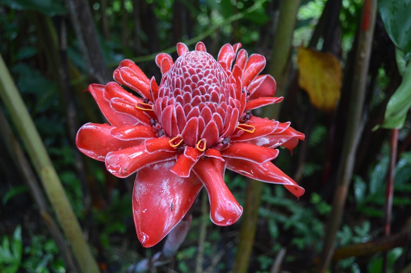 Cool rainforest flower