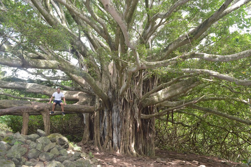 Banyan Tree on the Pipiwai trail